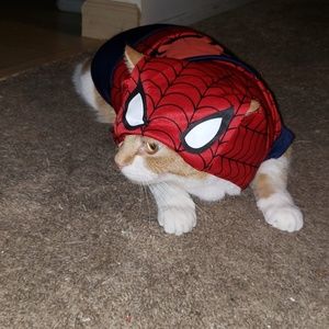 Meet your Posher, Dawn